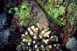 Fishs - Synodus variegatus by Vito Lorusso 